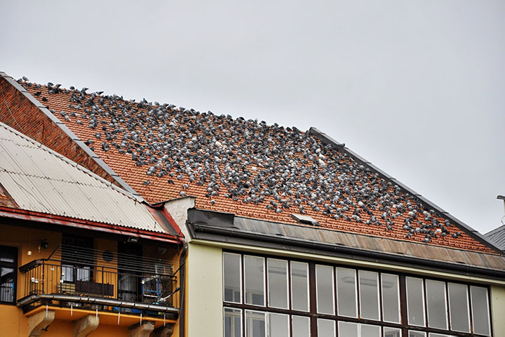 A2B Pest Control are able to install spikes to deter birds from roofs in Cobham. 