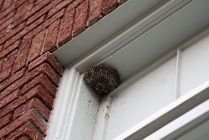 We provide a wasp nest removal service for domestic and commercial properties in Cobham.